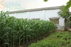 huyen thai thuy thai binh trang trai chan nuoi lon o nhiem moi truong den khi nao moi xu ly dut diem