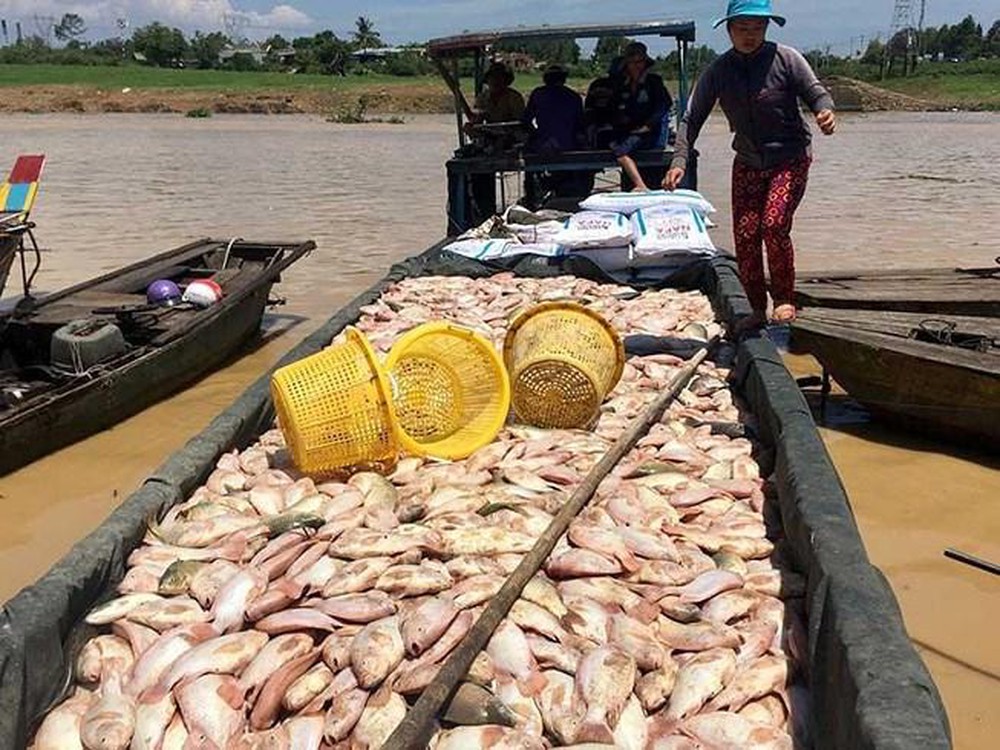 Đồng Nai: Cá bè nuôi trên sông La Ngà chết hàng loạt