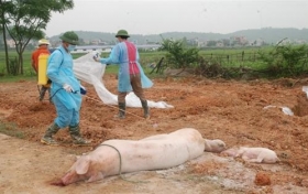 dich ta lon chau phi bung phat tai 37 tinh thanh pho tren ca nuoc