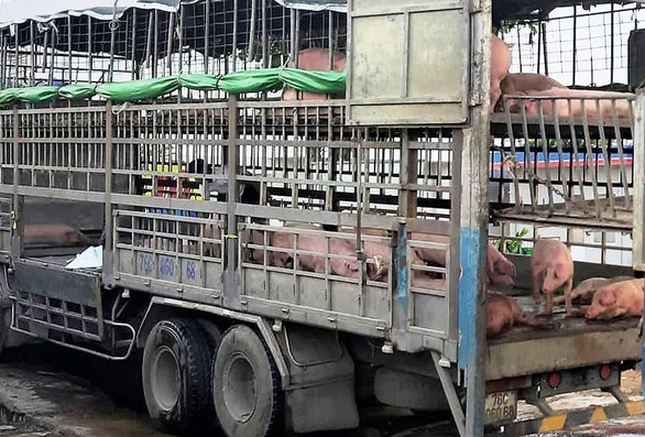 Phát hiện xe tải chở heo nhiễm dịch tả châu Phi đem đi tiêu thụ