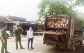 thanh hoa bat giu xe tai cho 60 con lon om yeu
