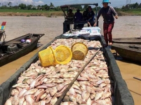 vu ca chet bat thuong tren song la nga pho thu tuong yeu cau xac dinh nguyen nhan