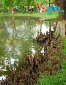 chuyen ve cay but moc o vuon bac tai nam cau kien