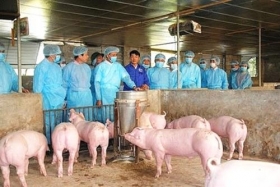 benh dich ta lon chau phi tai phat tai 20 tinh thanh