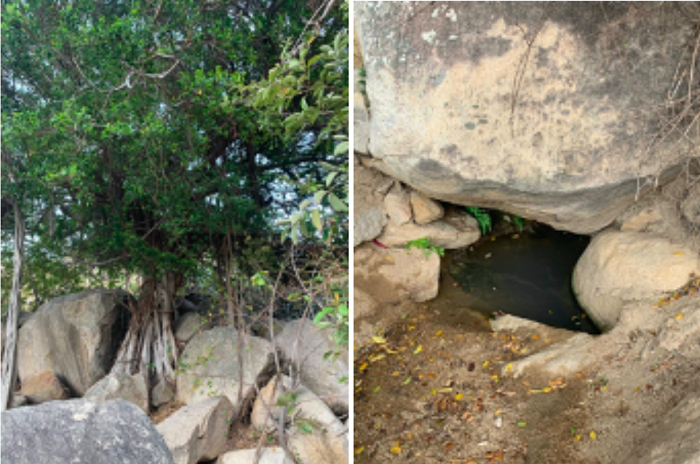 “Trồng rừng giữ nước” cho Ninh Thuận