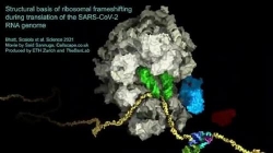 tim ra got chan achilles cua virus corona