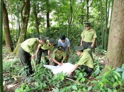ngan chan tinh trang pha rung lan chiem dat rung trai phep
