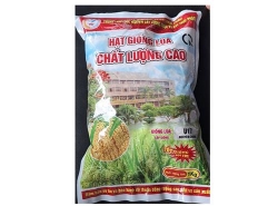 Lựa chọn giống lúa trong sản xuất nông nghiệp : Đừng để “tiền mất, tật mang”