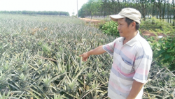 thanh hoa khong co chuyen thuong lai trung quoc thu mua dua non