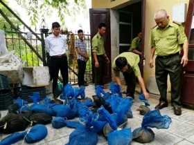 thanh hoa gan 80 ca the te te song dang tren duong di tieu thu bi bat giu