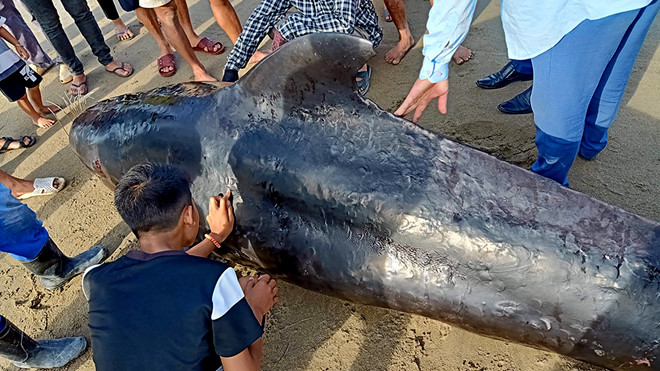 H&agrave; Tĩnh: Ph&aacute;t hiện x&aacute;c c&aacute; voi nặng khoảng 1 tấn dạt v&agrave;o bờ biển