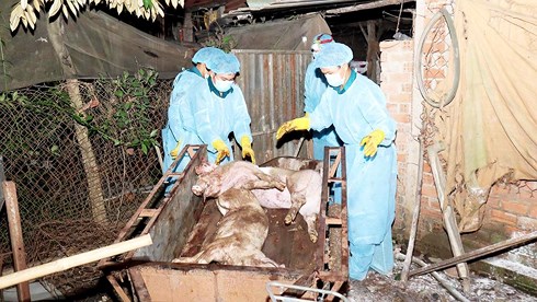 Quảng B&igrave;nh: Xuất hiện ổ dịch lợn ch&acirc;u Phi đầu ti&ecirc;n