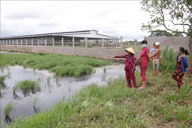 Bến Tre: Trang trại nu&ocirc;i vịt xả thải ra k&ecirc;nh g&acirc;y &ocirc; nhiễm nguồn nước