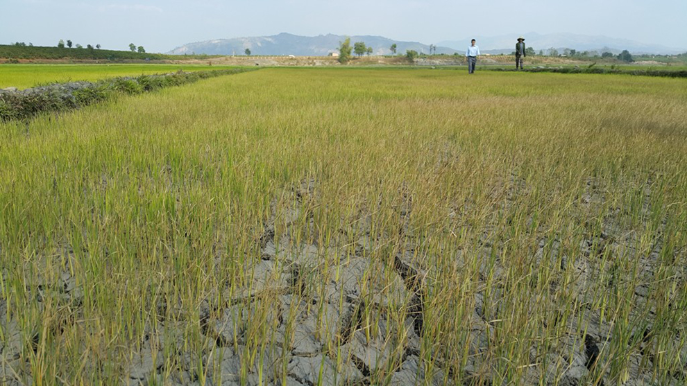Thanh H&oacute;a: H&agrave;ng trăm ha l&uacute;a c&oacute; nguy cơ mất trắng do nắng n&oacute;ng