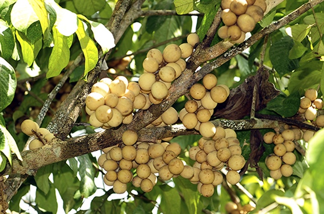 8 lợi &iacute;ch của quả b&ograve;n bon đối với b&agrave; bầu kh&ocirc;ng n&ecirc;n bỏ lỡ