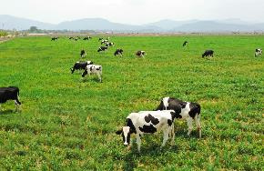 Siêu dự án trang trại của Vinamilk tại Lào sẽ “cho sữa” vào đầu năm 2022