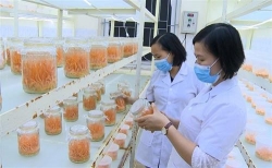 trung tam ung dung va doi moi sang tao tinh vinh phuc huong ung ngay khoa hoc cong nghe viet nam