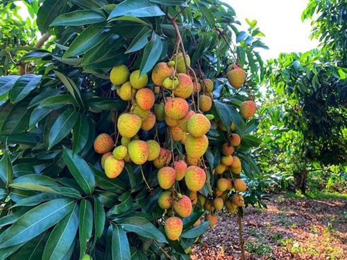 Xây dựng chỉ dẫn địa lý vải thiều chín sớm Tân Yên góp phần phát triển kinh tế địa phương