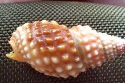 binh dinh nu giao vien tu vong sau khi an hai con oc la o bien