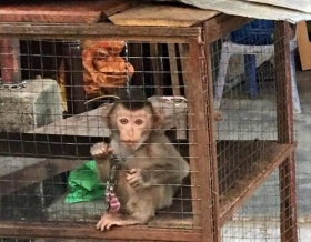 nhieu ca the dong vat hoang da da duoc cuu ho nho duong day nong