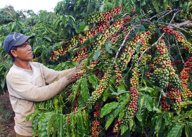Di Linh tăng cường sản xuất Cà phê sạch