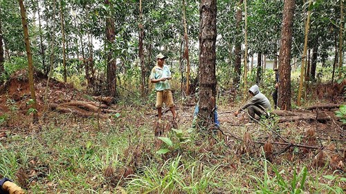 Phát hiện nhiều cây thông bị “triệt hạ”  rồi chôn dưới đất phi tang