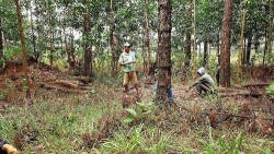 phat hien nhieu cay thong bi triet ha roi chon duoi dat phi tang