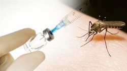 viet nam hoan tat qua trinh nghien cuu vaccine sot xuat huyet
