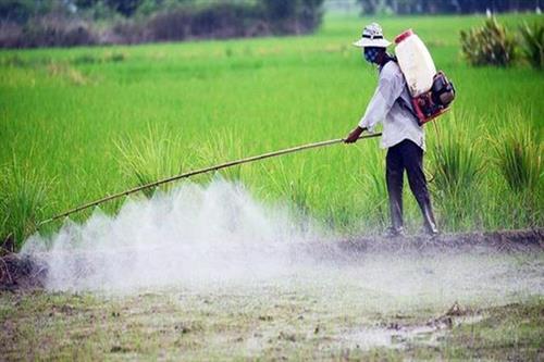 Nguy cơ ung thư do hoá chất có trong thành phần hóa chất diệt cỏ