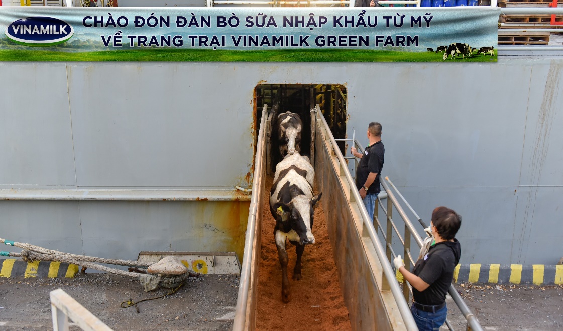 Hệ thống trang trại sinh thái Vinamilk Green farm đón thêm 1.550 bò sữa nhập từ Mỹ