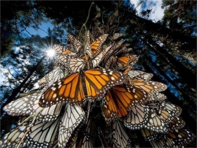 buom monarch duoc bo sung vao sach do icucn