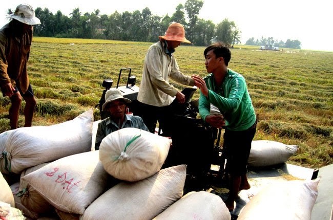 H&amp;igrave;nh thức xuất khẩu gạo chủ yếu của Việt Nam sang Trung Quốc l&amp;agrave; tiểu ngạch nay đ&amp;atilde; bị cấm. Ảnh minh họa