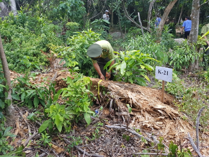 C&amp;amp;acirc;y bị kiểm k&amp;amp;ecirc; gần như đ&amp;amp;atilde; bị biến th&amp;amp;agrave;nh&amp;amp;hellip; m&amp;amp;ugrave;n.