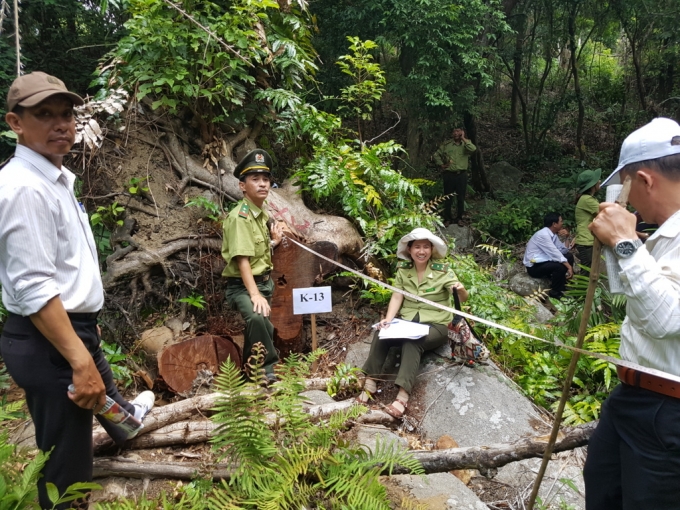 Đ&amp;amp;agrave; Nẵng: Cần đ&amp;amp;aacute;nh gi&amp;amp;aacute; kh&amp;amp;aacute;ch quan đối với việc dọn vệ sinh rừng ở Sơn Tr&amp;amp;agrave;