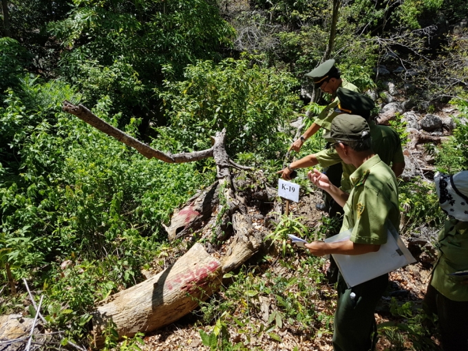 Đ&amp;amp;agrave; Nẵng: Cần đ&amp;amp;aacute;nh gi&amp;amp;aacute; kh&amp;amp;aacute;ch quan đối với việc dọn vệ sinh rừng ở Sơn Tr&amp;amp;agrave;
