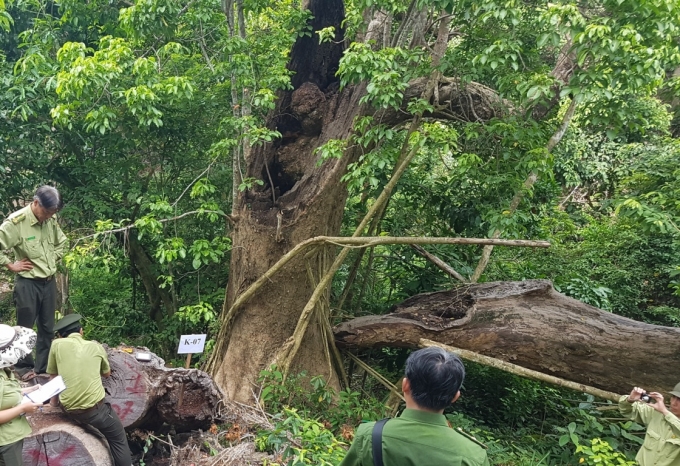 Nhiều c&amp;amp;acirc;y bị g&amp;amp;atilde;y đổ do mưa b&amp;amp;atilde;o, gốc bị mục mối.