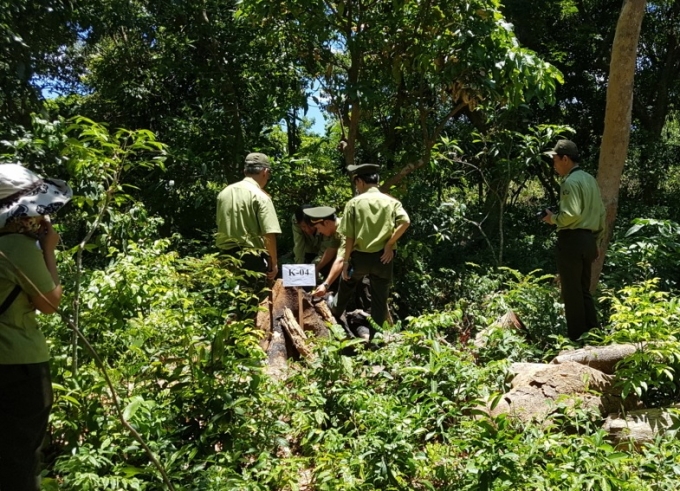 Những c&amp;amp;acirc;y gỗ dạng n&amp;amp;agrave;y chỉ c&amp;amp;oacute; thể l&amp;amp;agrave;m&amp;amp;hellip; củi đun