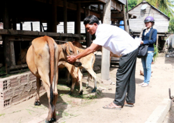gia lai hang tram con bo bi nhiem benh lo mom long mong