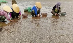 thanh hoa ho tro gan 9 ty dong cho cac ho nuoi ngao bi chet