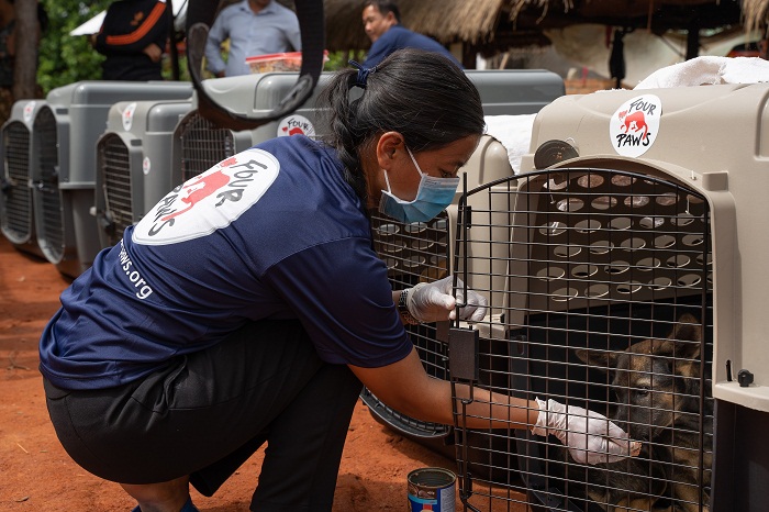 Four Paws đóng cửa một lò mổ cung cấp thịt chó lớn ở Campuchia