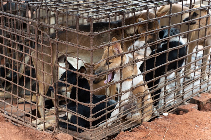Four Paws đóng cửa một lò mổ cung cấp thịt chó lớn ở Campuchia