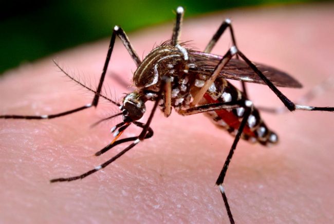 Tăng cường kiểm so&aacute;t, ngăn chặn bệnh Chikungunya tại v&ugrave;ng bi&ecirc;n
