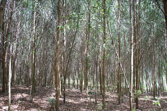 Hiệu quả từ trồng rừng sản xuất tại Đắk Lắk