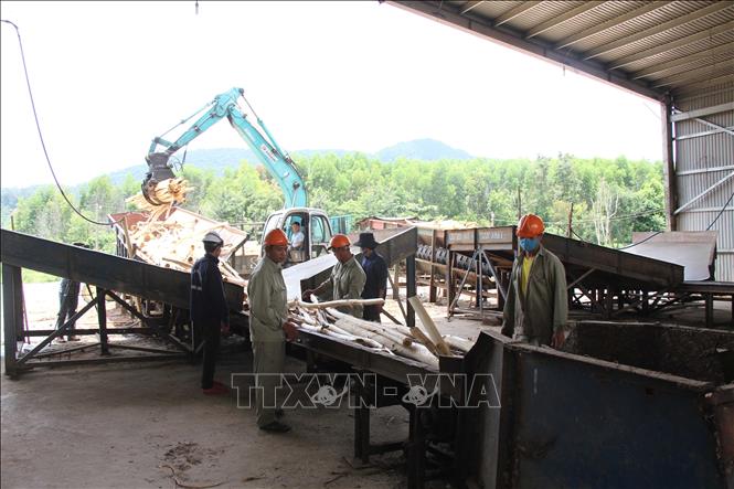 Hiệu quả từ trồng rừng sản xuất tại Đắk Lắk