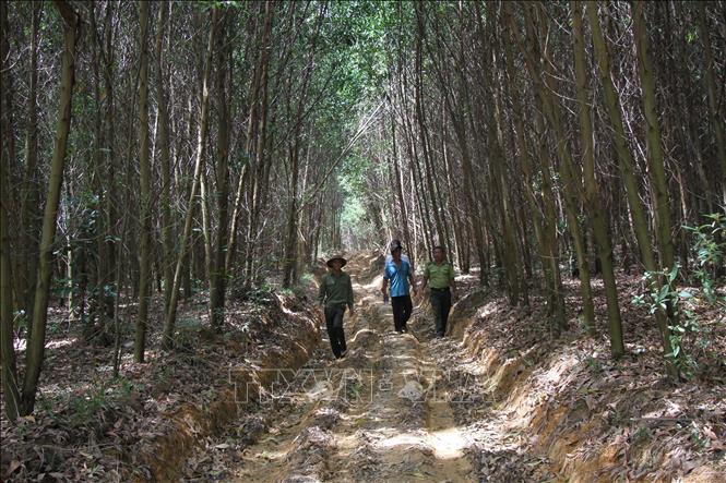 Hiệu quả từ trồng rừng sản xuất tại Đắk Lắk