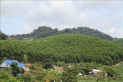 hieu qua tu trong rung san xuat tai dak lak