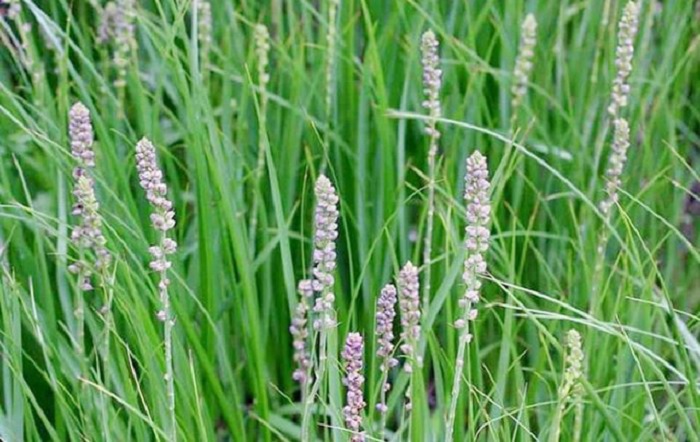 Bài thuốc và món ăn bổ huyết giải nhiệt cho trẻ bị Covid-19