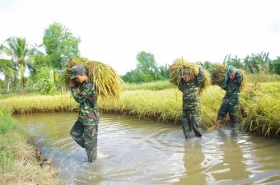 can bo chien si quan khu 9 giup nong dan van chuyen gan 100 tan lua he thu