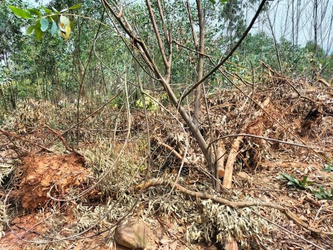 Nguy cơ mất c&acirc;n bằng sinh th&aacute;i do khai th&aacute;c rừng ph&ograve;ng hộ bừa b&atilde;i