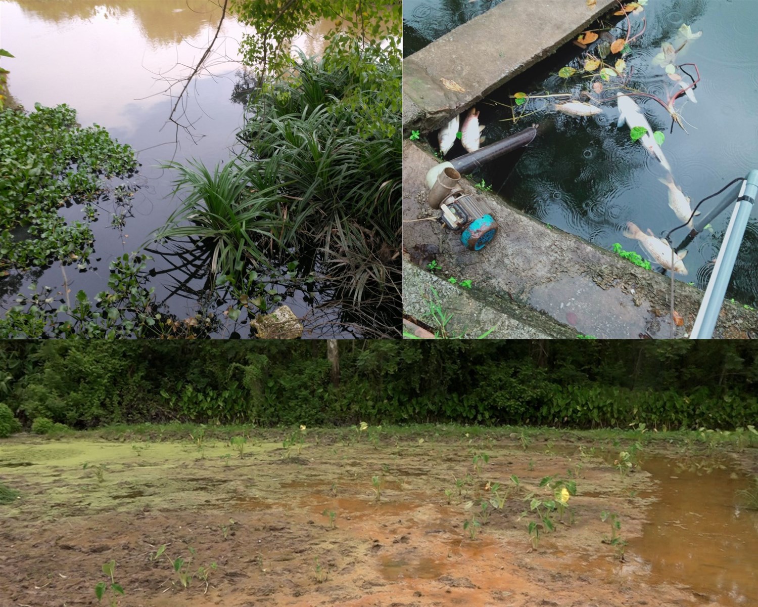 Thái Bình: Công ty sản xuất thạch rau câu, trân châu liên tục xả thải “bất chấp” sức khỏe và môi trường sống của người dân
